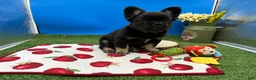 French Bulldog dogs for sale: French Bulldog 2 - Ad 3