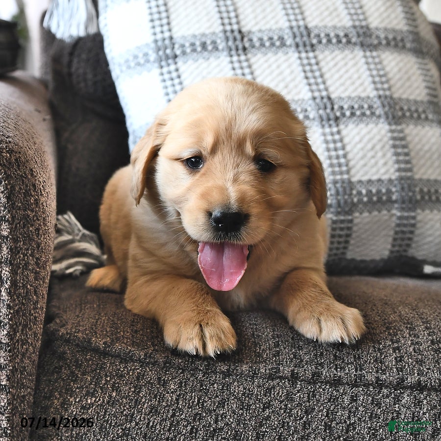 Mixed Breed dogs Tootsie - Ad 2