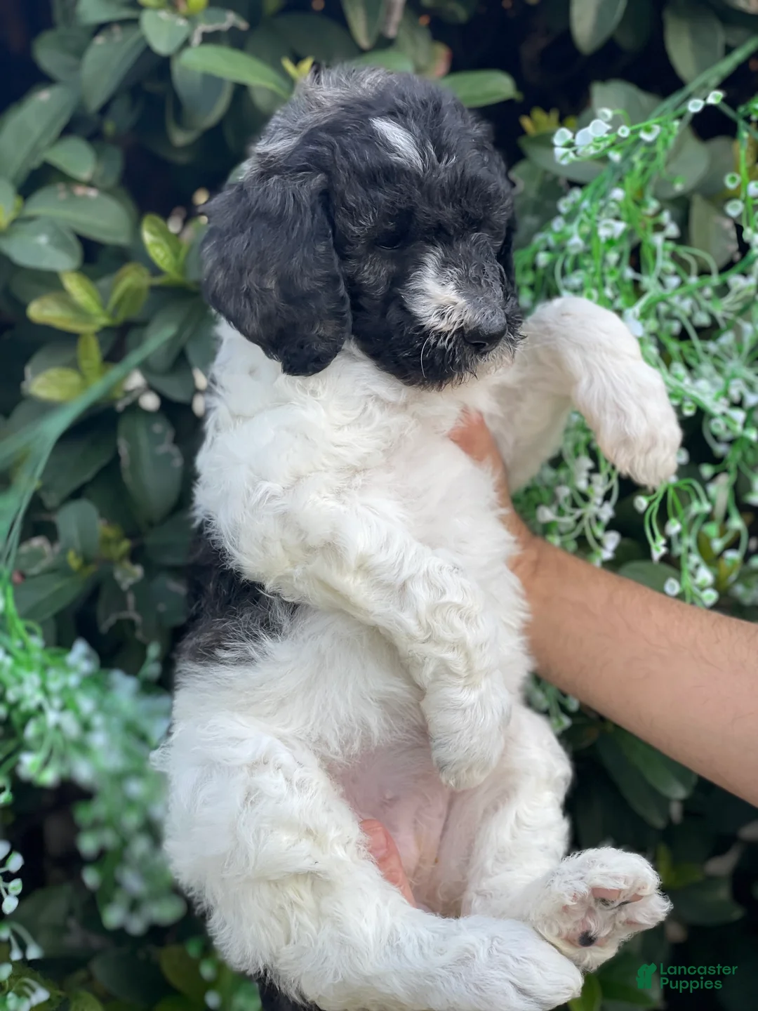 Goldendoodle dogs for sale: Mandy - Ad 3