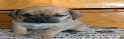 Puggle dogs for sale: Kandi  - Ad 5