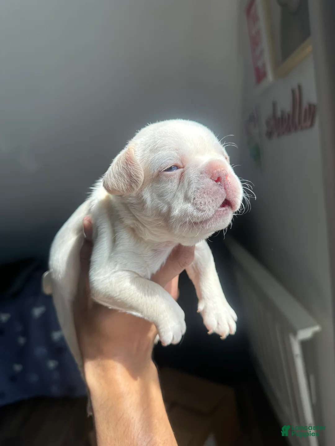 French Bulldog dogs for sale: French Bulldog Puppy 1 - Ad 1