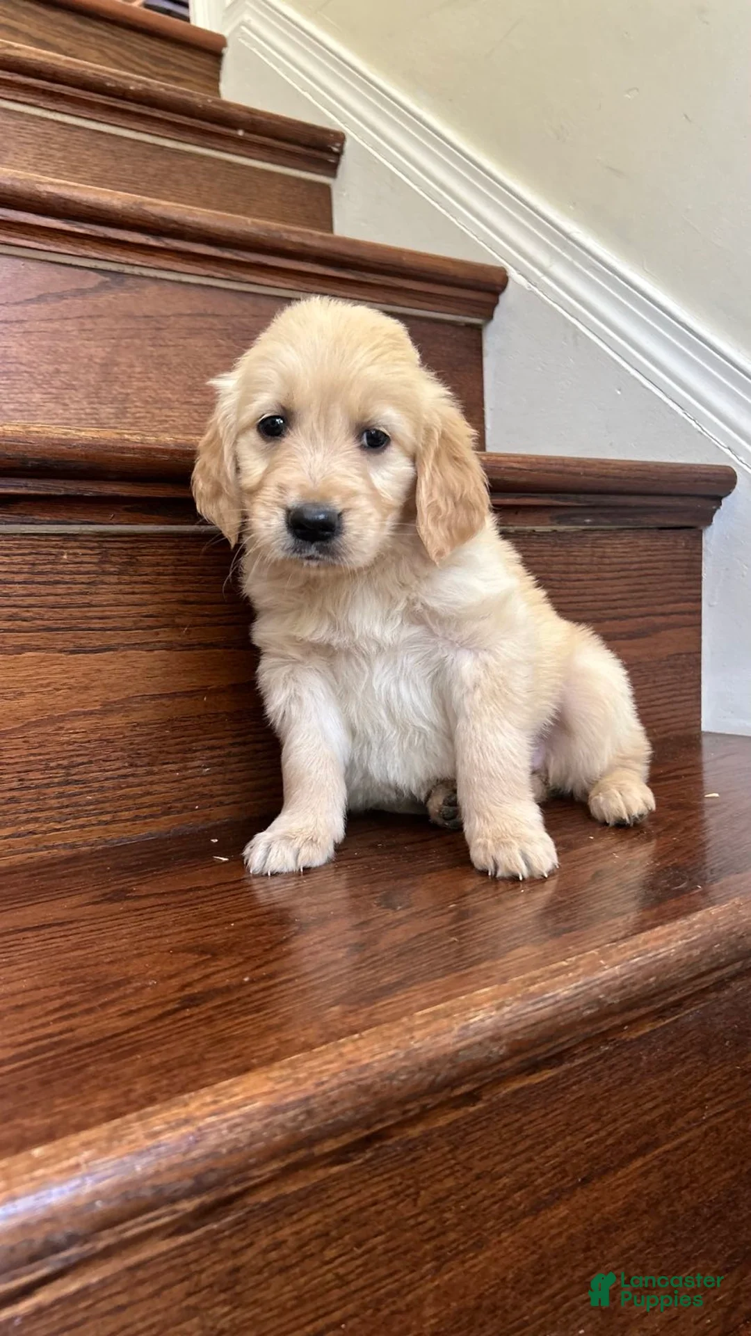 Golden Retriever dogs for sale: Ollie - Ad 2
