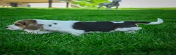 Beagle dogs for sale: Norris - Ad 3