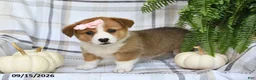 Welsh Corgi Pembroke dogs for sale: Daisy - Ad 1