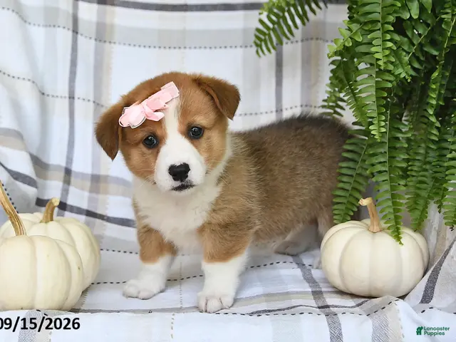 Welsh Corgi Pembroke dogs for sale: Daisy - Ad 2