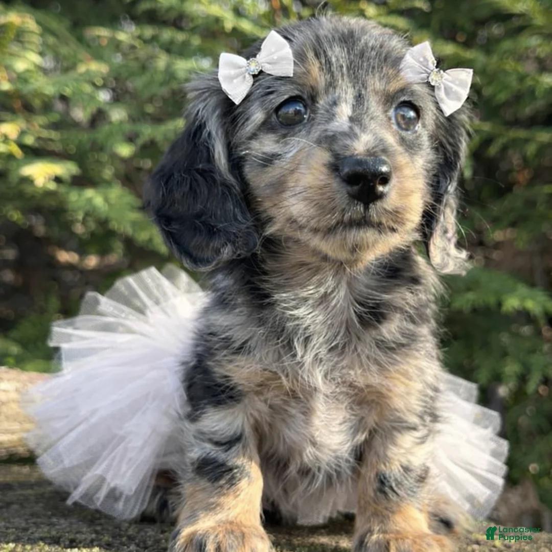 Miniature Dachshund dogs for sale: Daisy - Ad 2