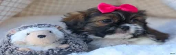 Shih Tzu dogs for sale: STELLA - Ad 14