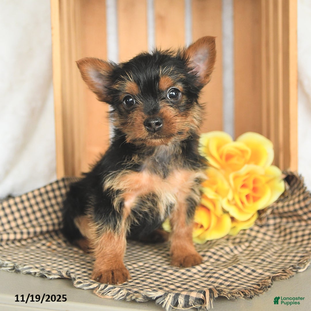 Yorkshire Terrier dogs for sale: Bambi - Ad 4