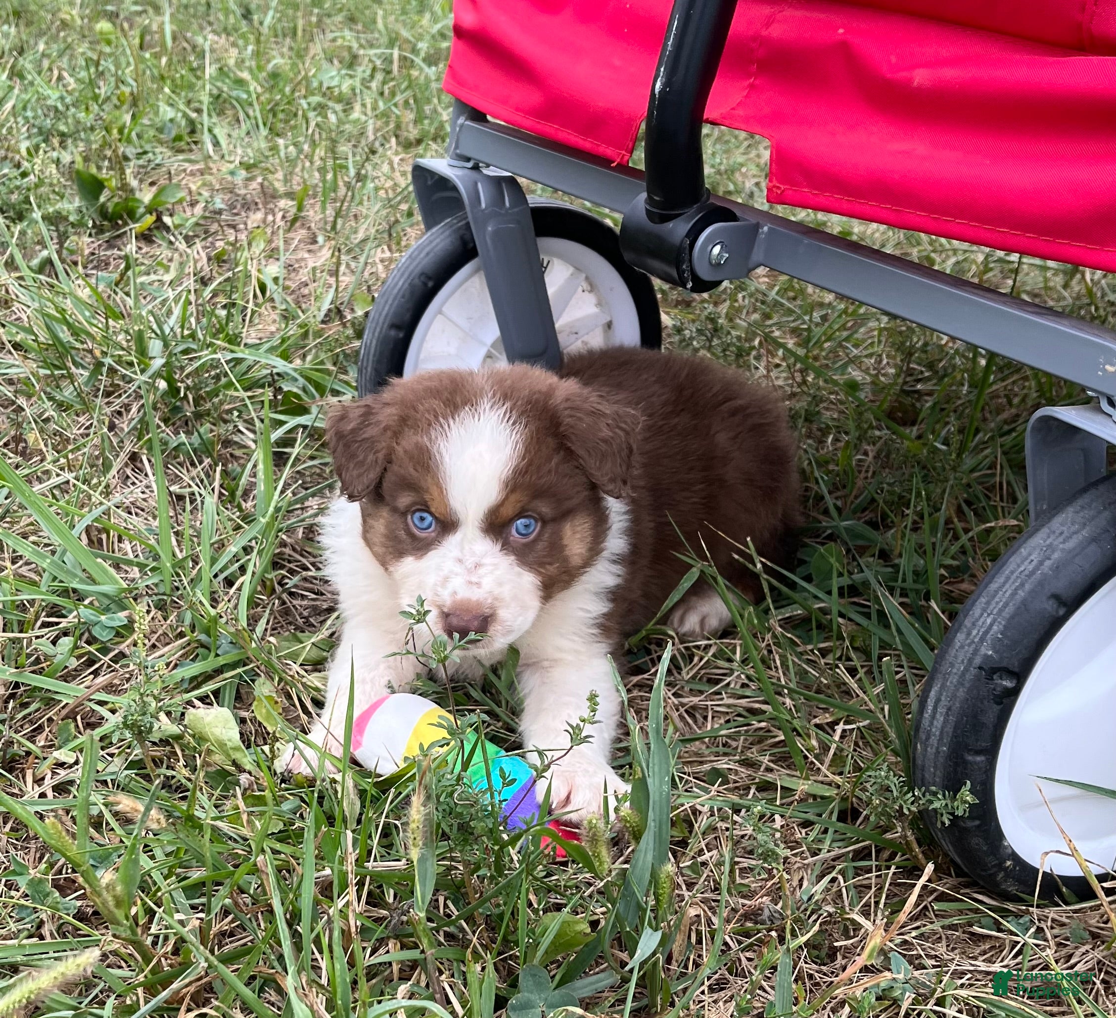 Australian Shepherd dogs Cutie - Ad 1