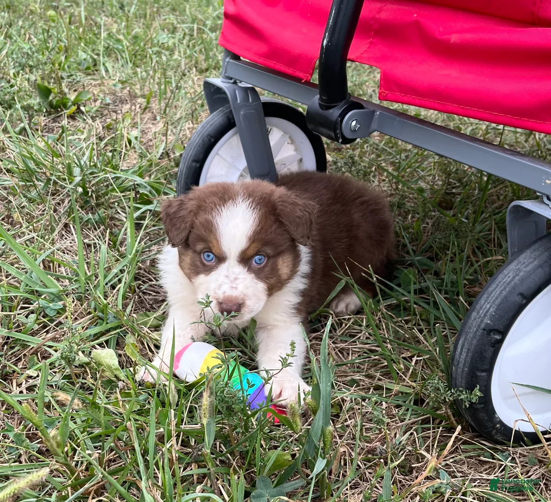 Australian Shepherd dogs for sale: Cutie - Ad 1