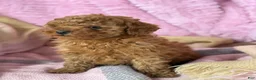 Toy Poodle dogs for sale: Nellie - Ad 10