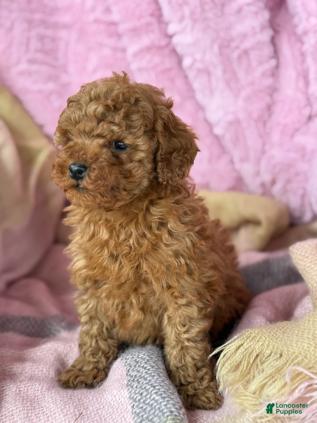 Toy Poodle dogs for sale: Nellie - Ad 10