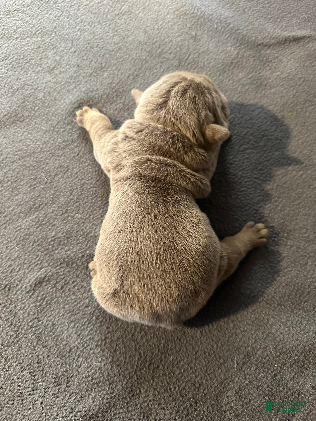 English Bulldog dogs for sale: Lilac and White Male - Ad 22