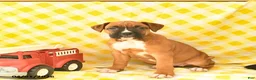 Boxer dogs for sale: Kelly  - Ad 5