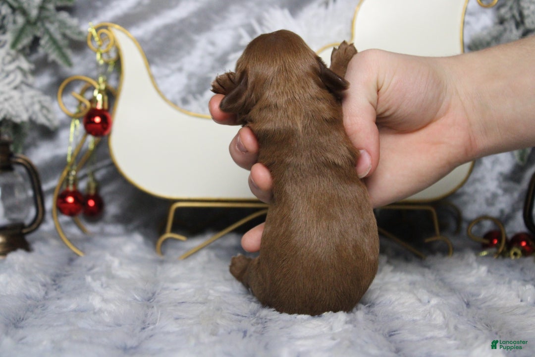 Cavapoo dogs for sale: Cherry - Ad 8