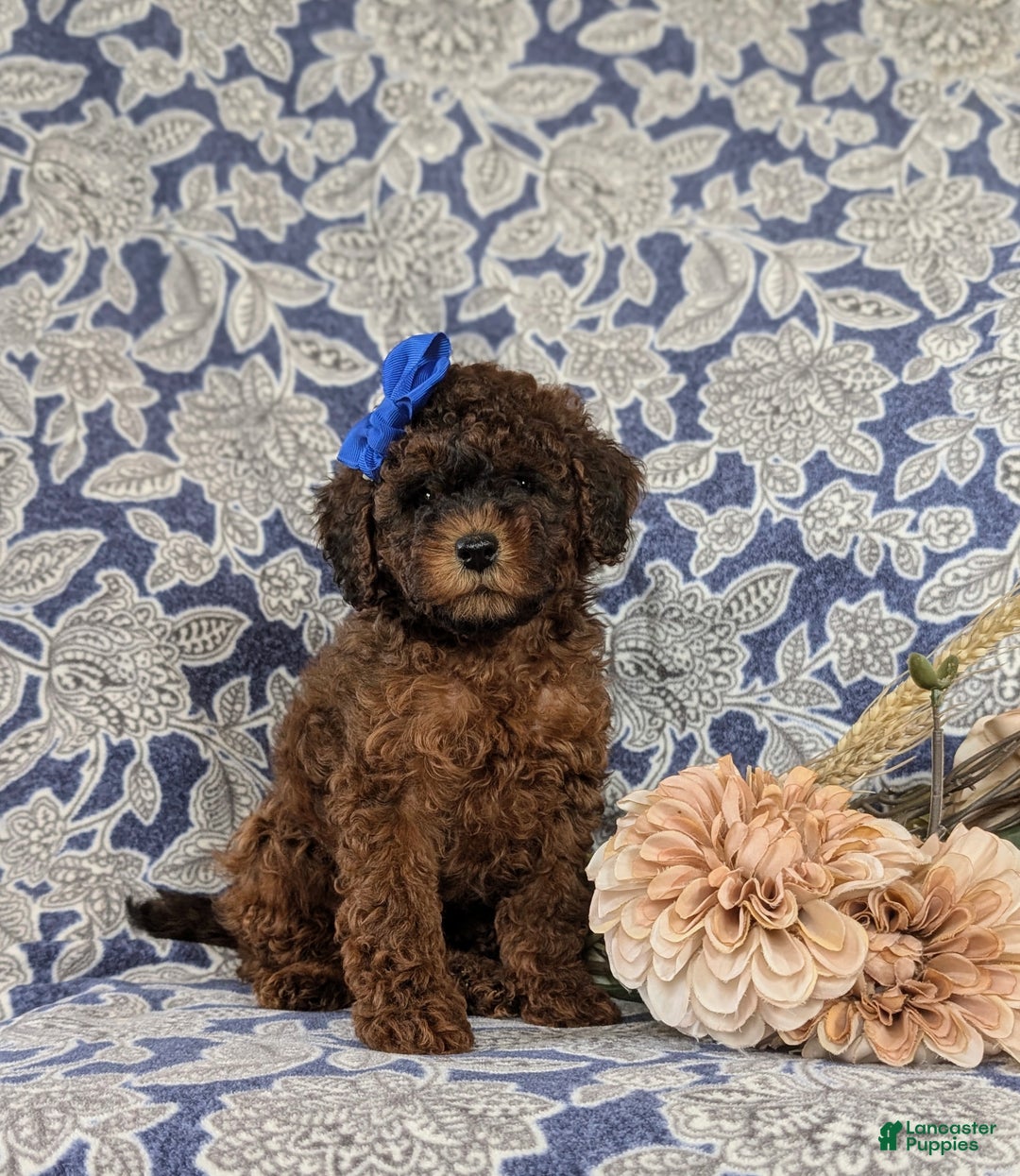 Shihpoo dogs for sale: Elsie - Ad 2
