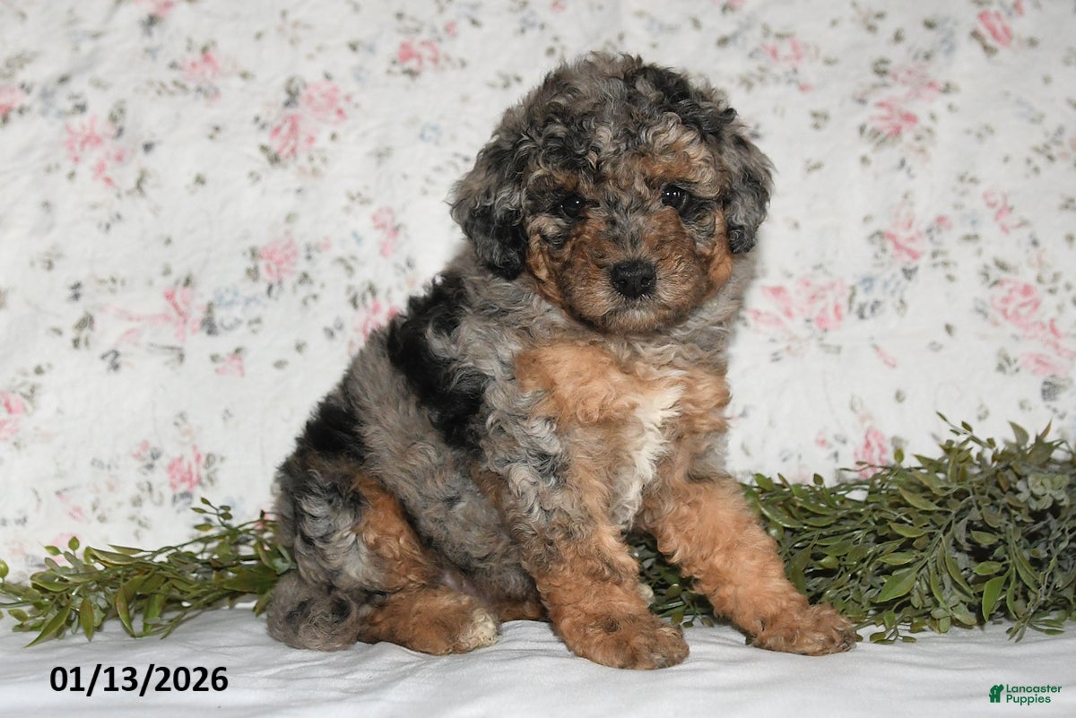 Mini Aussiedoodle dogs Abby - Ad 29