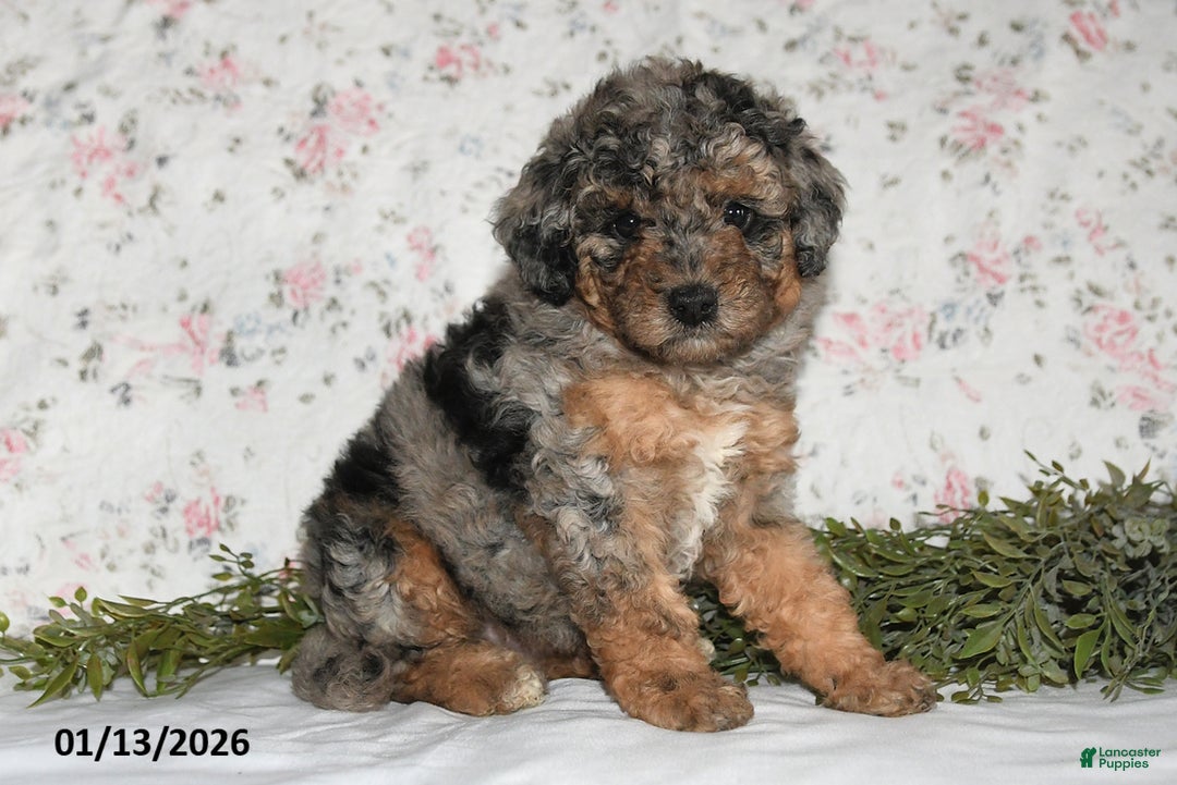 Mini Aussiedoodle dogs for sale: Abby - Ad 1