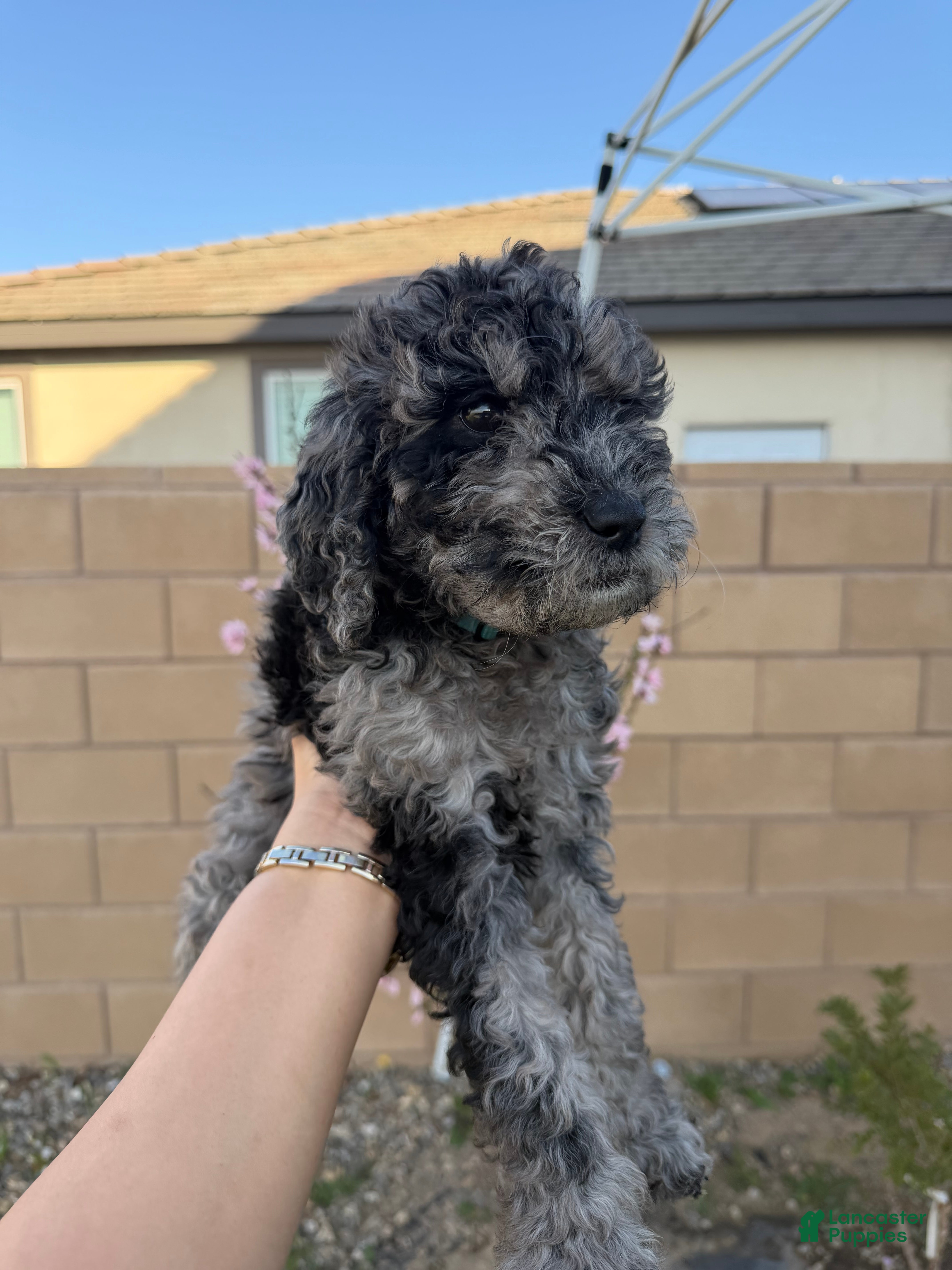 Goldendoodle dogs Goldendoodle Puppy 4 - Ad 10