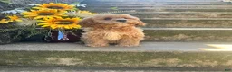 Cavapoo dogs for sale: Lila  - Ad 3