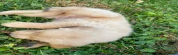 Golden Retriever dogs for sale: Austin - Ad 3