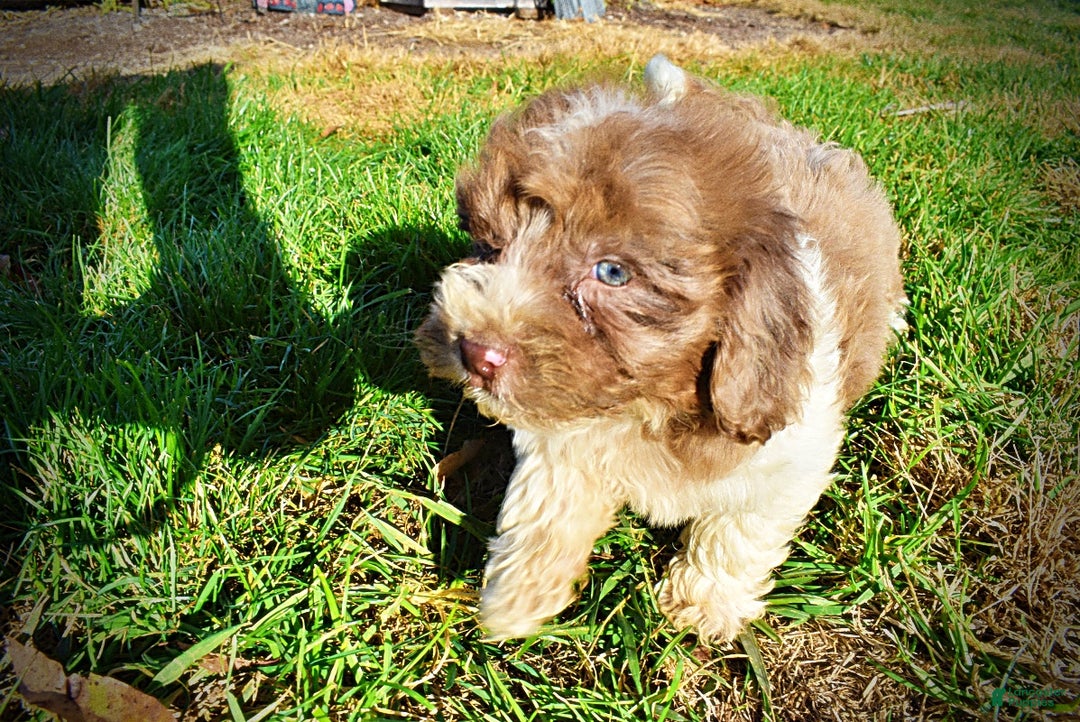 Havapoo dogs for sale: Patches - Ad 15