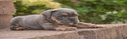 English Bulldog dogs for sale: Sophie English Bulldog  - Ad 6