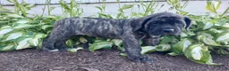 English Mastiff dogs for sale: Marjorie - Ad 5