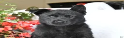 German Shepherd dogs for sale: Maisie - Ad 3