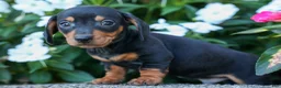 Miniature Dachshund dogs for sale:  Zack🐶 - Ad 12