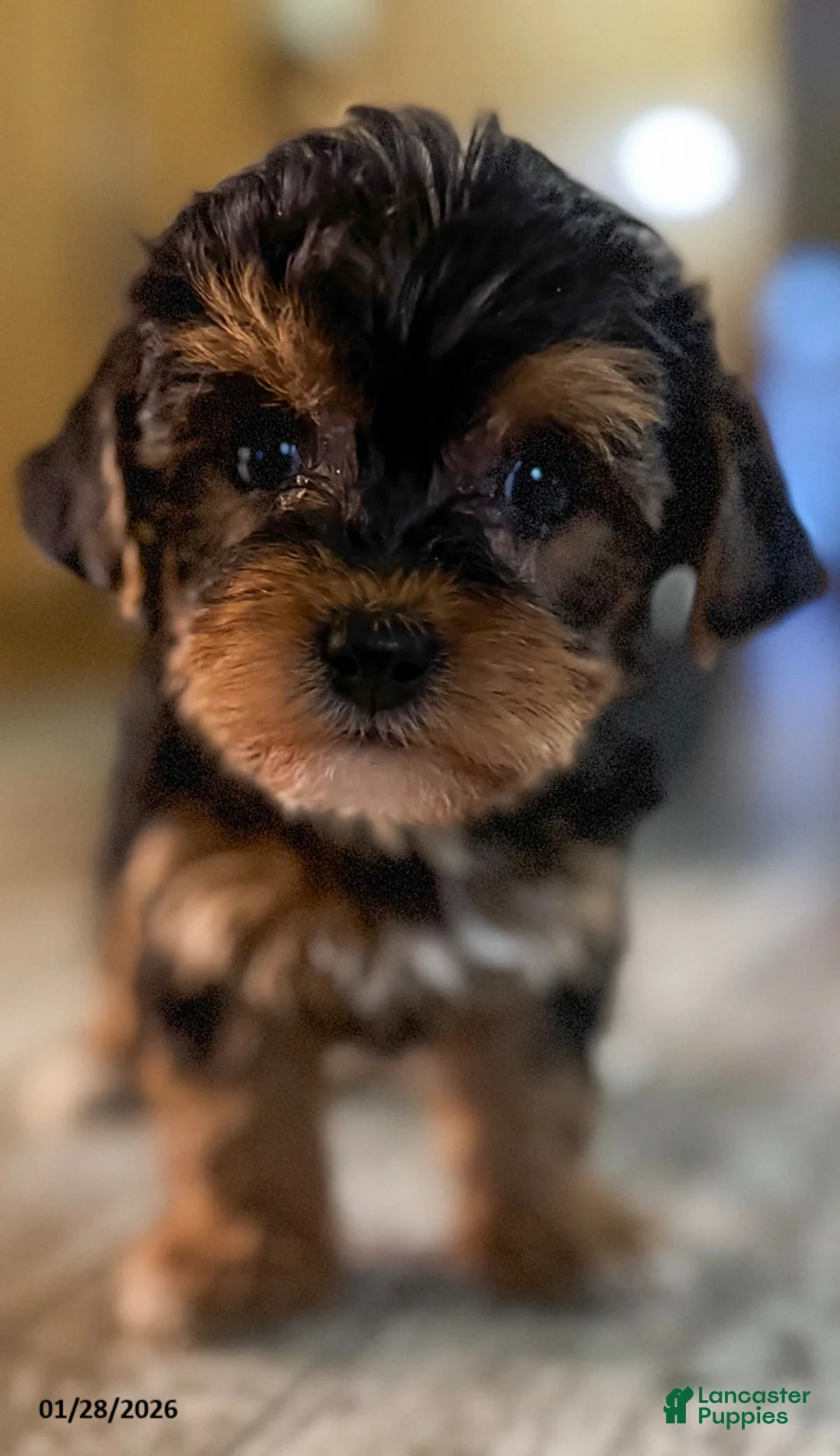 Yorkiepoo dogs for sale: Ringo - Ad 4