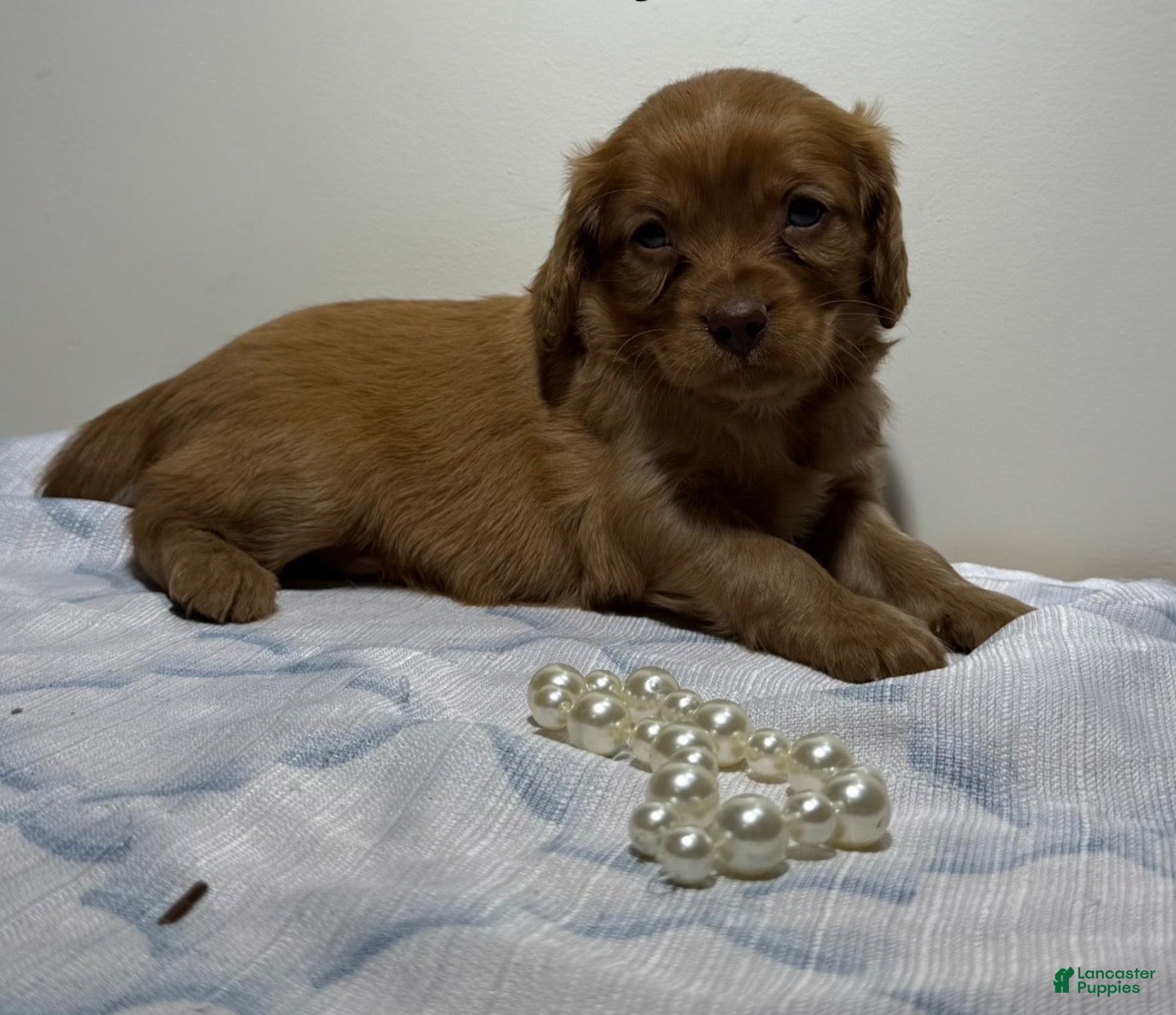 Cavapoo dogs Rudy Cavapoo  - Ad 2