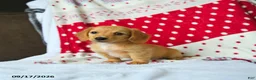 Miniature Dachshund dogs for sale: Sugar - Ad 2