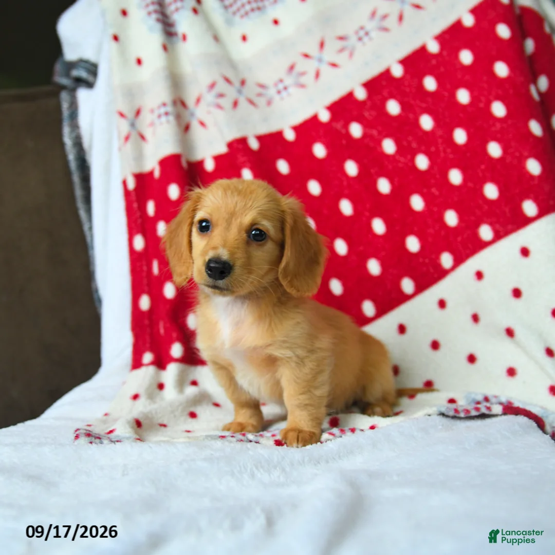 Miniature Dachshund dogs for sale: Sugar - Ad 2