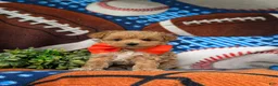 Maltipoo dogs for sale: Sailor 6 lbs full grown - Ad 1