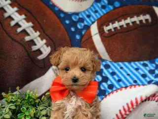 Maltipoo dogs for sale: Sailor 6 lbs full grown - Ad 3