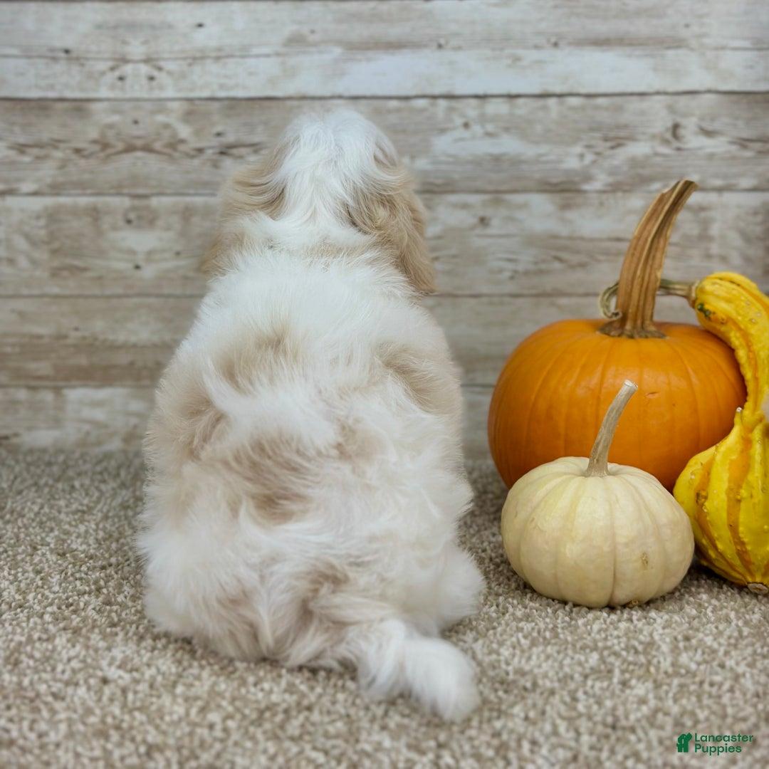 Maltipoo dogs for sale: Boy Zach - 0227 - Ad 4