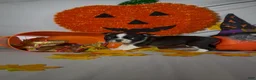 Boston Terrier dogs for sale: Carlos - Ad 4