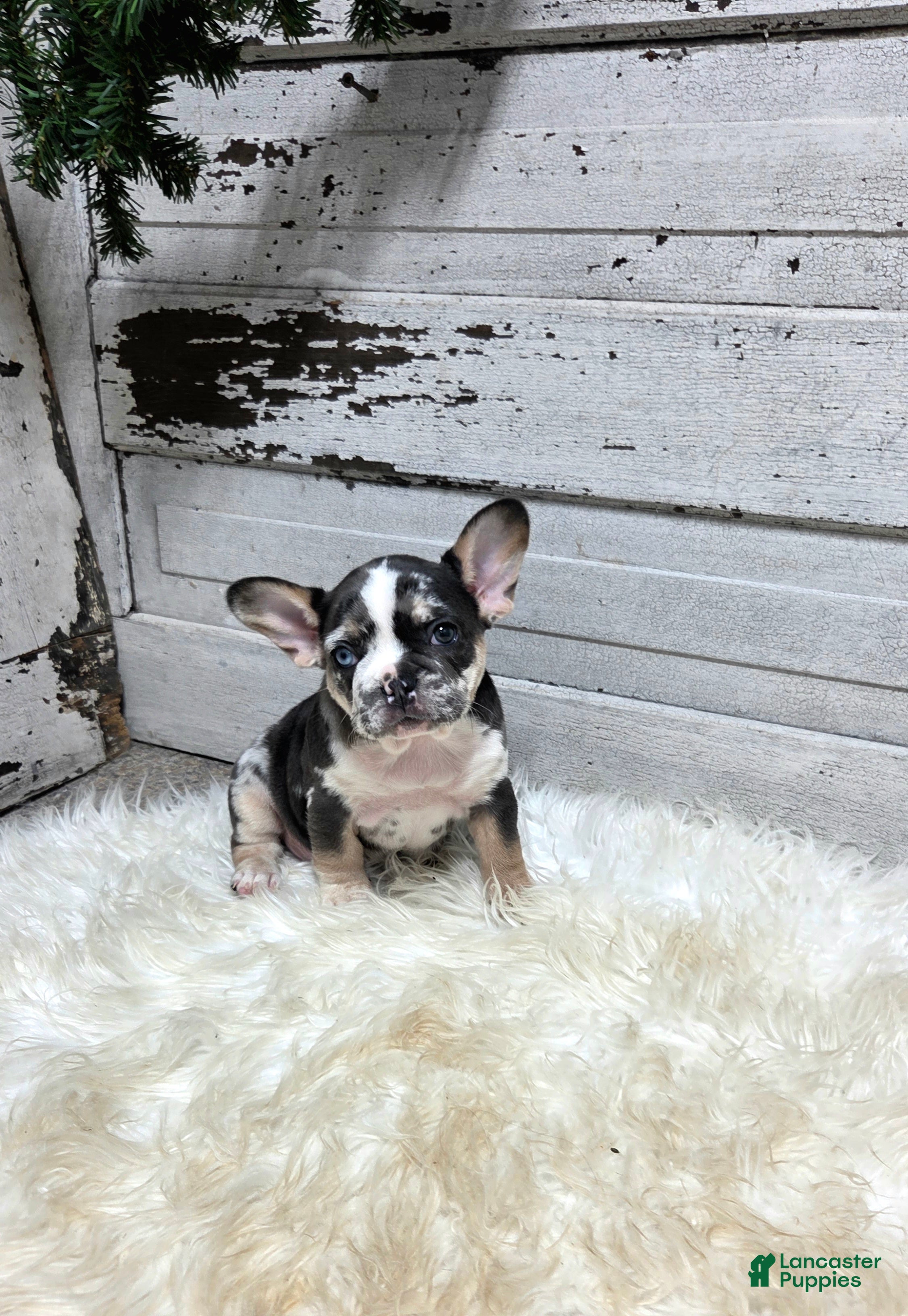 French Bulldog dogs Luna - Ad 4