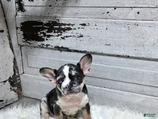 French Bulldog dogs Luna - Ad 4