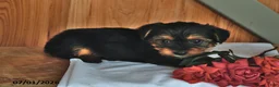 Mixed Breed dogs for sale: Ryanne - Ad 4