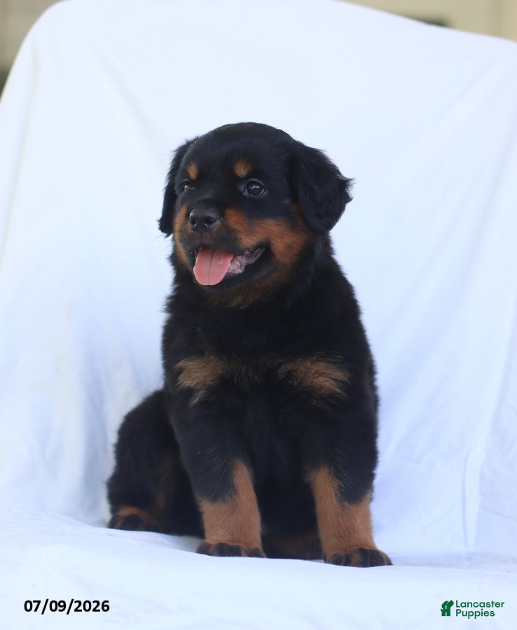 Rottweiler dogs Kora - Ad 2