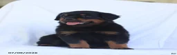 Rottweiler dogs for sale: Kora - Ad 2