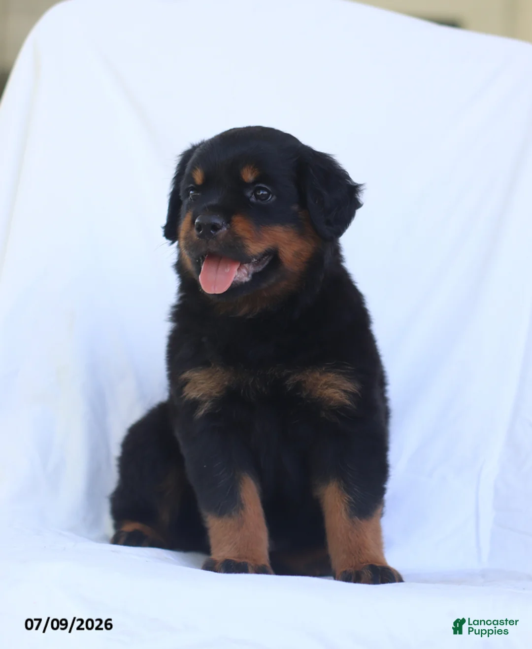 Rottweiler dogs for sale: Kora - Ad 2