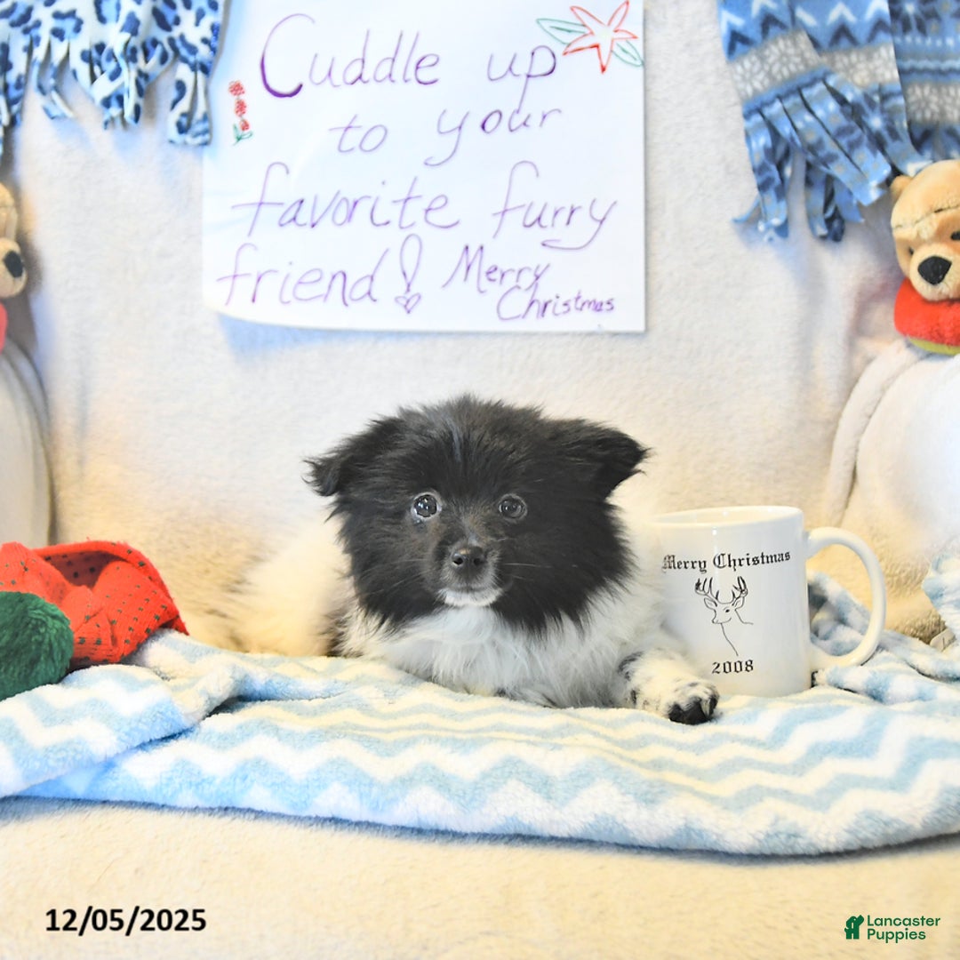 Mixed Breed dogs for sale: Dixon - Ad 14