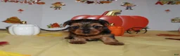 Yorkshire Terrier dogs for sale: Tommy  - Ad 3