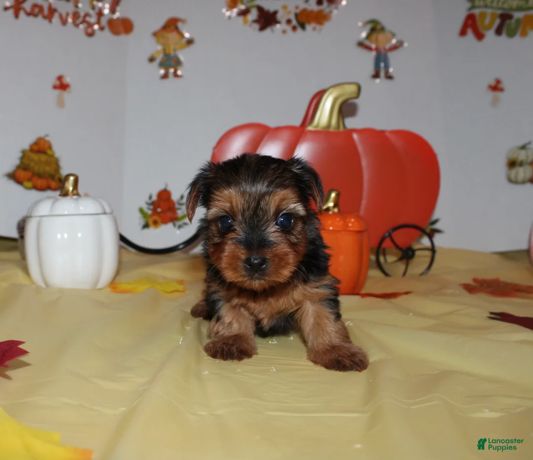 Yorkshire Terrier dogs for sale: Tommy  - Ad 3