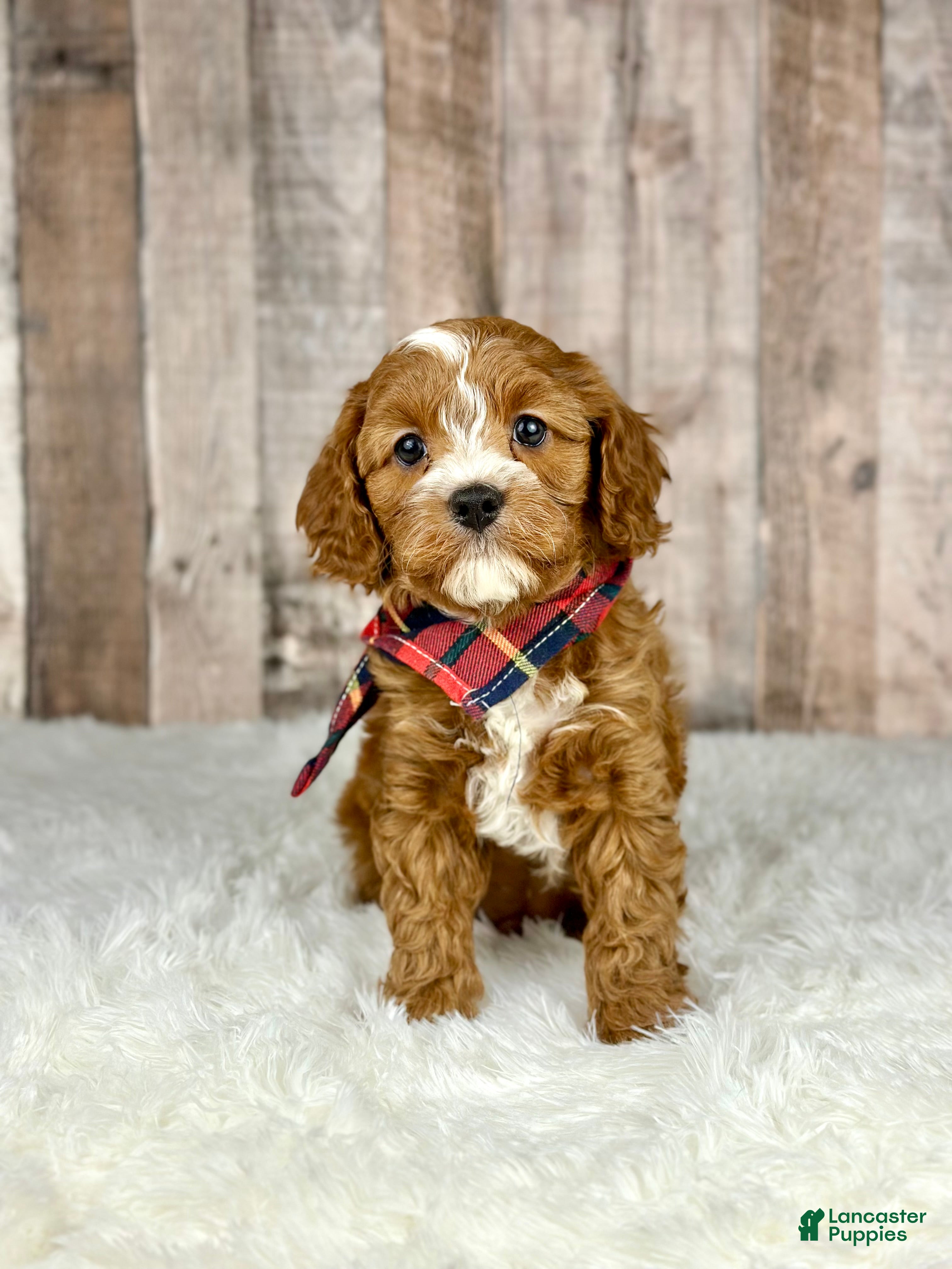 Cavapoo dogs Boy Milo - 4940 - Ad 40