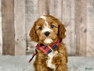 Cavapoo dogs Boy Milo - 4940 - Ad 26