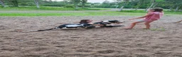 Great Dane dogs for sale: Moo Moo - Ad 6